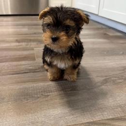 Bruno - Black and tan male Yorkshire Terrier puppy in Boston, Massachusetts from Emilia's Yorkshire Terriers