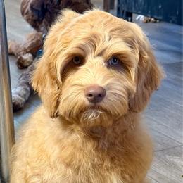Charlie - Caramel male Australian Labradoodle puppy in Anderson, California from Shaggy Doodles