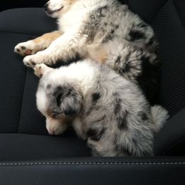 Australian Shepherd Puppies from Pilcher Farms