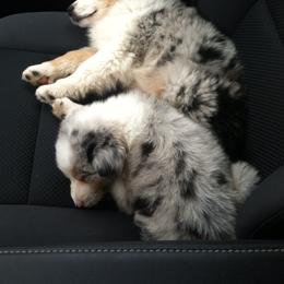 Australian Shepherd Puppies from Pilcher Farms