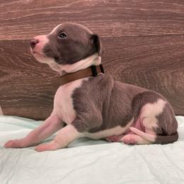 Duncan - White and blue male Italian Greyhound puppy in Lancaster, Missouri from White Stone Ranch