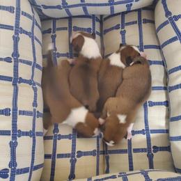 "5 Day old Paris/Oso Puppies 2 Boys & 2 Gir;ls " Basenji Puppies from Maringa Basenji