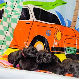Girl 3 - Black female Labrador Retriever puppy in Holyoke, Massachusetts from Urban Oak Labradors LLC