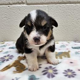 Shaggy - Black and tan male Pembroke Welsh Corgi puppy in Castle Rock, Washington from Heckman Corgis