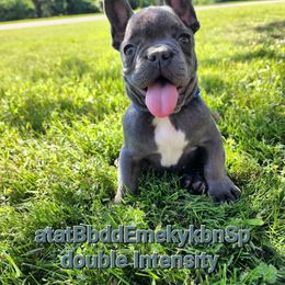 Momo - French Bulldog puppy in Springfield, Missouri from #1 Frenchies aka Nokie's Bullies
