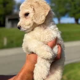 Eden - Apricot female Poodle puppy in Washington, Pennsylvania from Patriotic Poodles