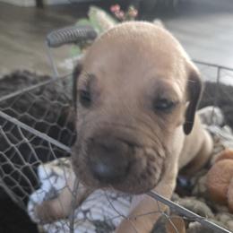 Hunter - Fawn male Great Dane puppy in Albany, Oregon from Red Cloud Australian Shepherds and DeGray Great Danes & Bulldogs