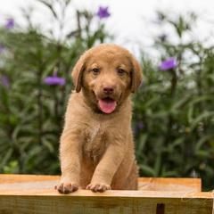 Chesapeake Bay Retriever Puppies from Whispering Oak Chesapeakes