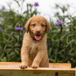Chesapeake Bay Retriever Puppies from Whispering Oak Chesapeakes