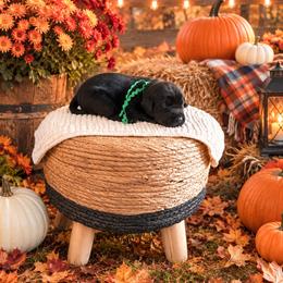 Green collar boy - Black male Labrador Retriever puppy in Lake City, Michigan from Loon Lake Labradors