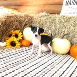 Yara Male 3 - Black male Italian Greyhound puppy in Caryville Fl And Sparta Tn, Tennessee from Summerwind Kennel