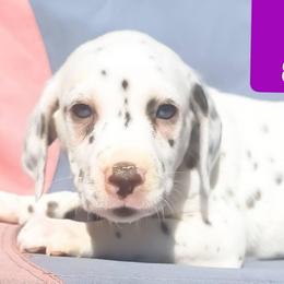 Lillith (Purple Collar Female) HUA - White and liver brown female Dalmatian puppy in Raymondville, Missouri from Wagner's Dalmatian's