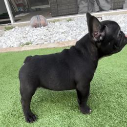 French Bulldog Puppies from Peaceful Prayers French Bulldogs