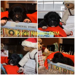 Australian Shepherd Puppies from Not Of This World Australian Shepherds