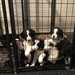Border Collie and Labrador Retriever Puppies from Steppinstone Dog Training and Labradors