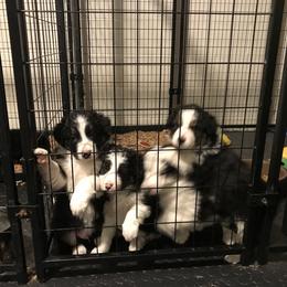 Border Collie and Labrador Retriever Puppies from Steppinstone Dog Training and Labradors