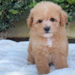 Peach - Apricot female Poodle puppy in Los Angeles, California from Exquisite Doodles