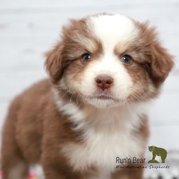 Gamora - Red tri Miniature Australian Shepherd puppy in Talking Rock, Georgia from Run'n Bear Mini Aussies