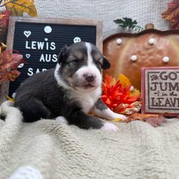 Sadie - Black tri-color female Australian Shepherd puppy in Purcell, Oklahoma from Lewis Aussie’s & Corgi’s