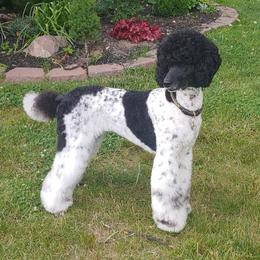 Poodle puppies from Sheridance Poodles
