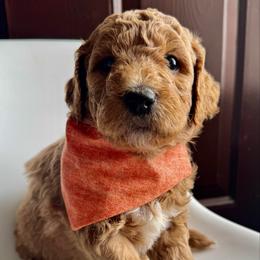 Orange Boy - Apricot male Goldendoodle puppy in Lebanon, Pennsylvania from Homespundoodles