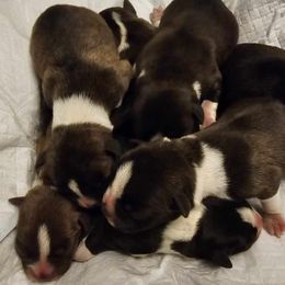 Girl 1 - Boston Terrier puppy from Boston Collections