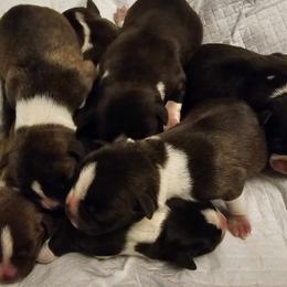 Girl 1 - Boston Terrier puppy from Boston Collections