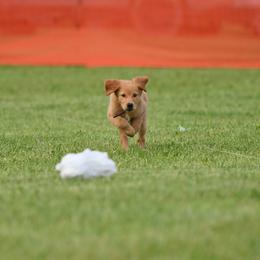 Golden Retriever Puppies from Revival Retrievers