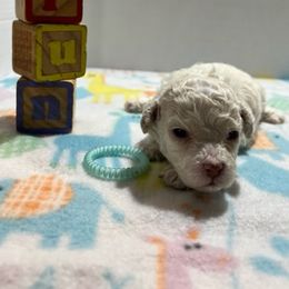"Chino (cream male)" Poodle Puppies from Willow Lake Mini Pups