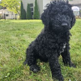 Loki - Black and white Bernedoodle puppy in Columbiana, Ohio from Painted Doodles and Poodles LLC