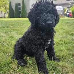 Loki - Black and white Bernedoodle puppy in Columbiana, Ohio from Painted Doodles and Poodles LLC