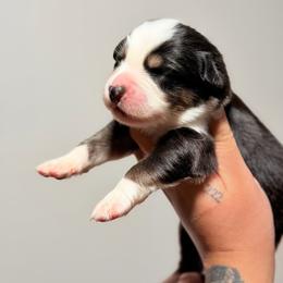 Solo AKC - Black tri-color male Australian Shepherd puppy in Polk City, Florida from Skaky Shepherds