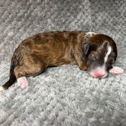 Boy 3 - Red male Aussiedoodle puppy in Alabama from SBA Aussies