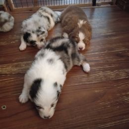 Australian Shepherd Puppies from Melick Kennels