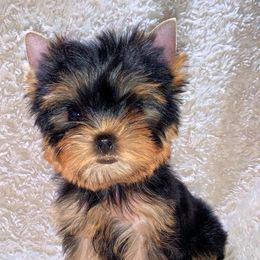 Yorkshire Terrier Puppies from Little Blessings Yorkies