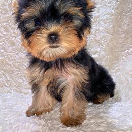 Yorkshire Terrier Puppies from Little Blessings Yorkies