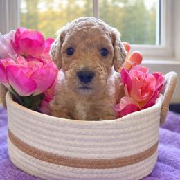 Lilac - Golden female Double Doodle puppy in El Cajon, California from Calibear Doodles
