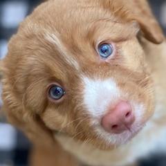 Nova Scotia Duck Tolling Retrievers from Redmoon