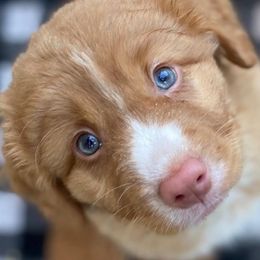 Nova Scotia Duck Tolling Retrievers from Redmoon