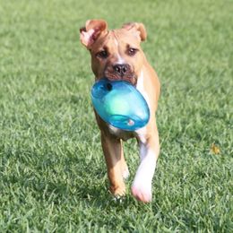 American Staffordshire Terrier Puppies from Diane Guilmette