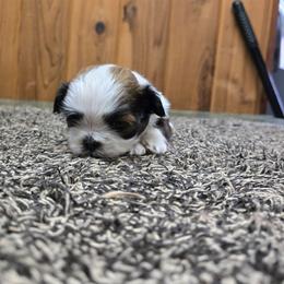Boy 2 - Gold and white male Shih Tzu puppy in Hampstead, Maryland from Shawny's Shih Tzus