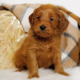 Ghoul - Red  male Goldendoodle puppy in Mendon, Massachusetts from Comfort & Cuddle Co