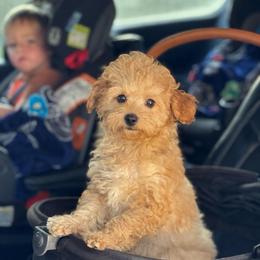 Kai - Red  male Poodle puppy in Wharton, Texas from In the Red Poodles
