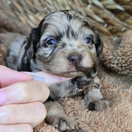 Spring - Merle male Cockapoo puppy in Cleveland, Georgia from Jam's Doodles And Poodles