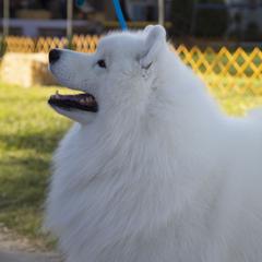 Dabao - Samoyed