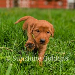 Tulip - Dark golden female Golden Retriever puppy in Brookston, Indiana from Sunshine Goldens