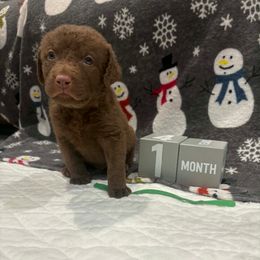 Green Dot - Brown male Chesapeake Bay Retriever puppy in Wisconsin Dells, Wisconsin from Kilbourn Chesapeakes