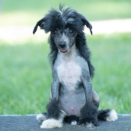 Chinese Crested Puppies from Qilin Chinese Crested
