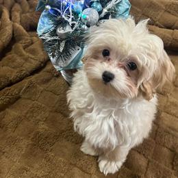 Taffie - Cream female Maltipoo puppy in Chattanooga, Tennessee from Joy-fur puppies