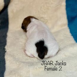 Girl 2 - Tri-color Jack Russell Terrier puppy in Bedias, Texas from JBar Jacks
